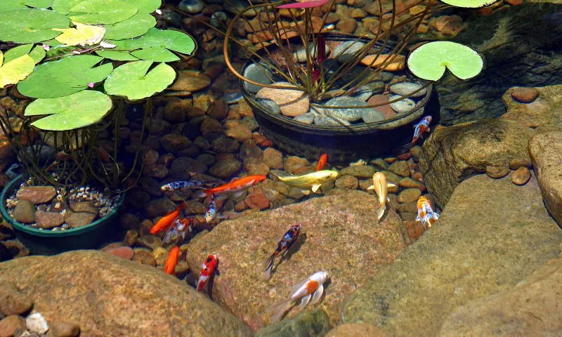 What to feed fish in a pond? Developing a feeding program for your