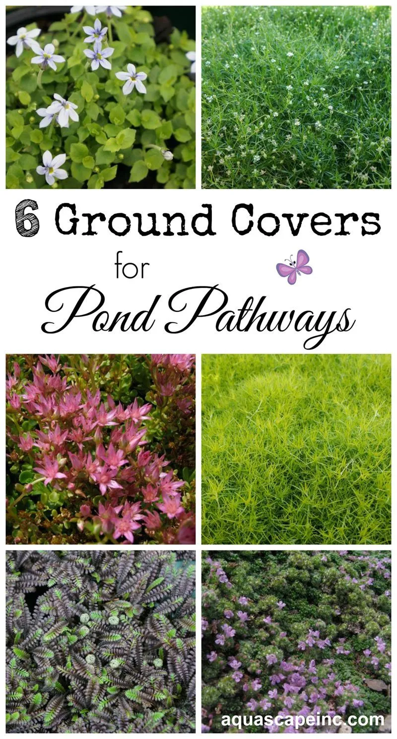 6 Ground Covers for Natural Ponds Plant