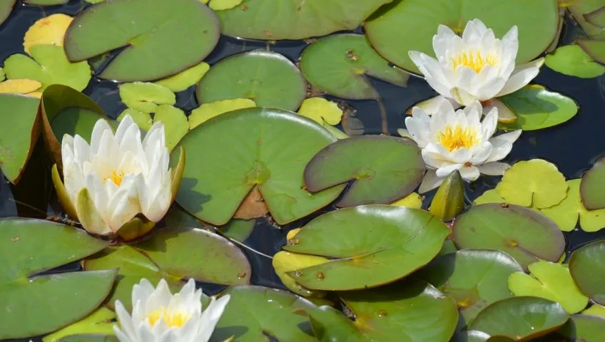 Water Lilly, aquatic plant