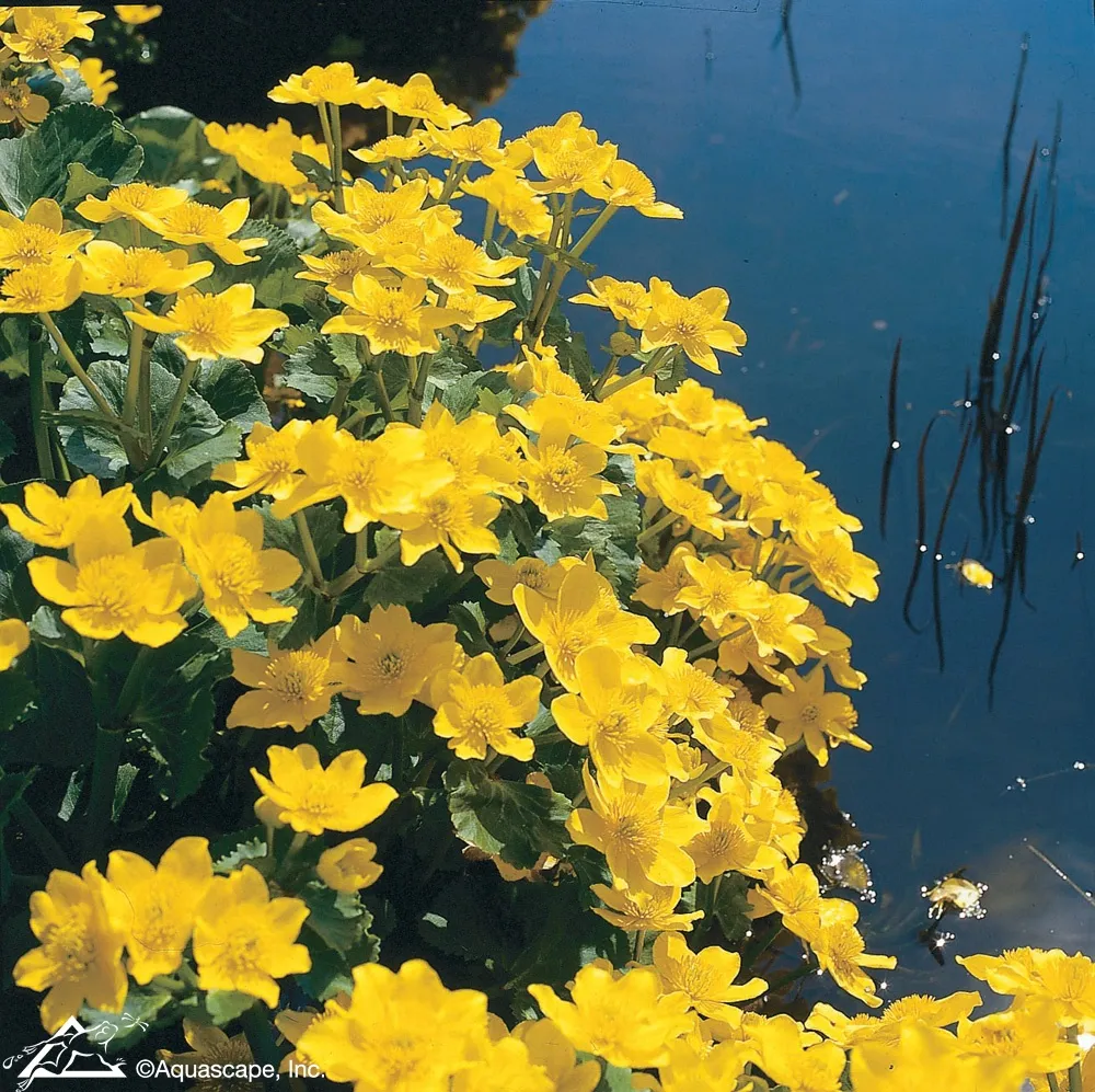 March Marigold aquatic flower