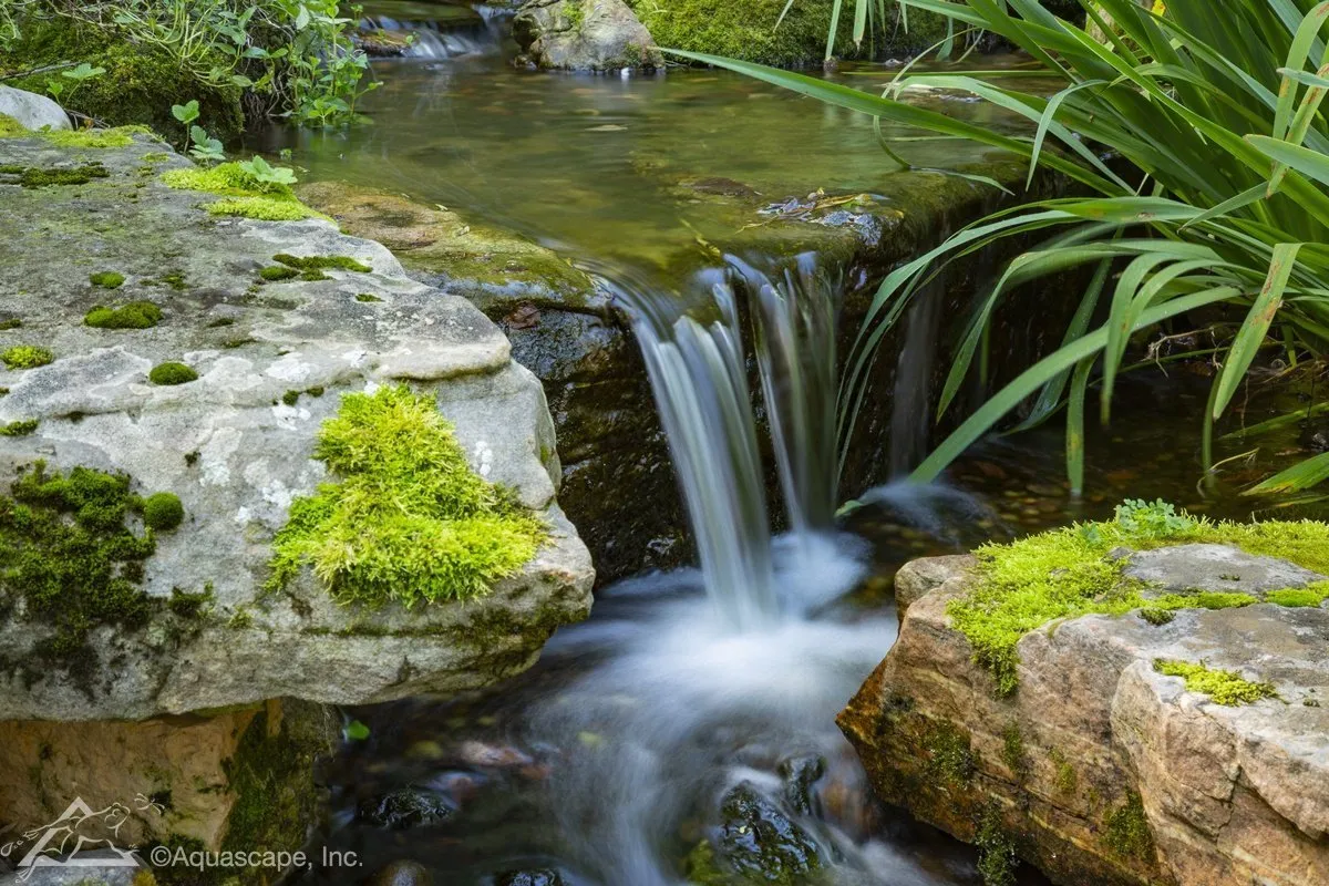 How to Keep Your Pond Water Clean and Healthy