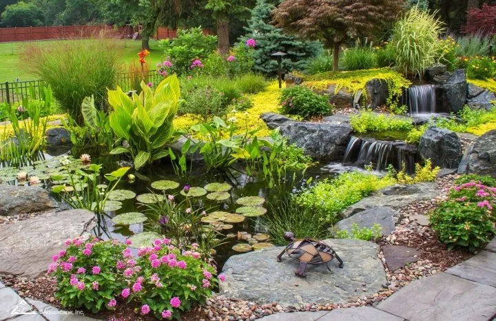 variety of pond plants in backyard pond
