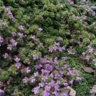Elfin Thyme Ground Cover