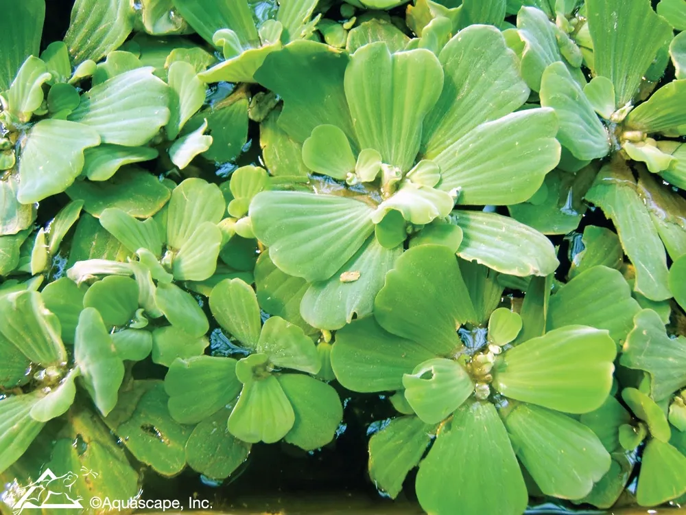 Water Lettuce