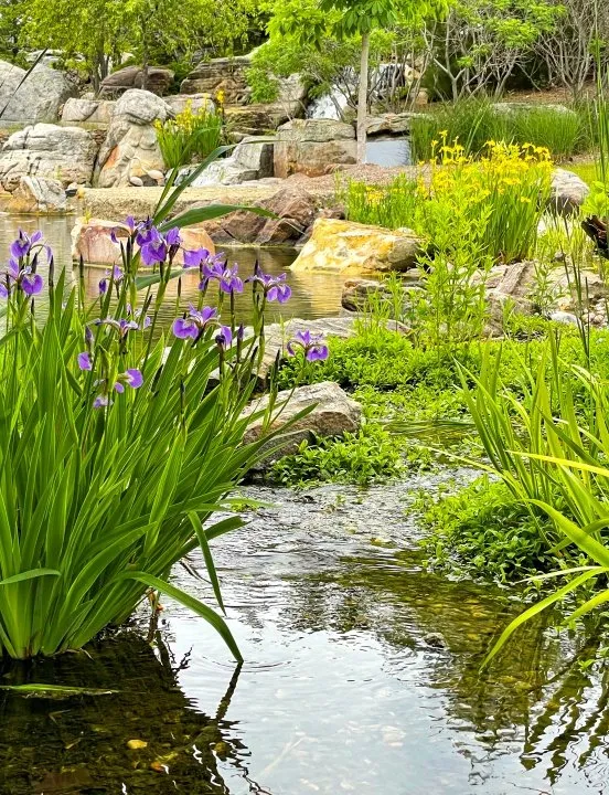wetland filter with aquatic iris