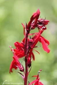 Cardinal flower, pond plant