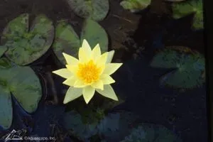 Waterlily aquatic plant