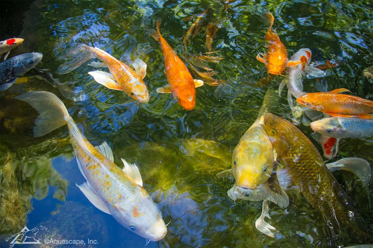 Tips for Healthy Koi and Pond Fish, Koi Fish Care