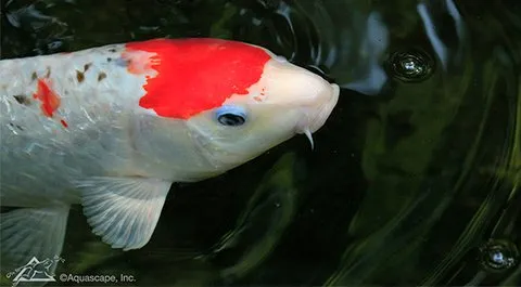 Koi fish closeup
