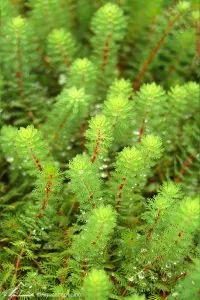 Parrot feather, pond plant