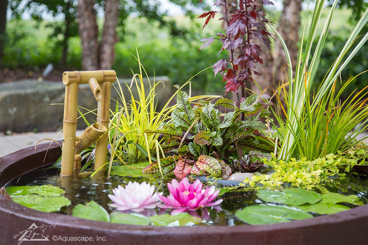 Patio pond close-up