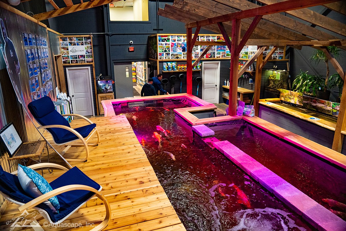 Pond fish experience