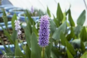 Aquatic pickeral pond plant