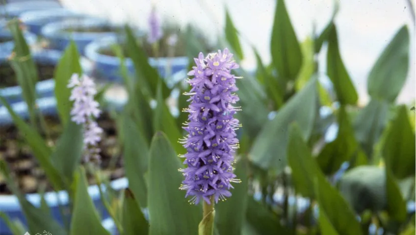 Purple Pickeral Plant
