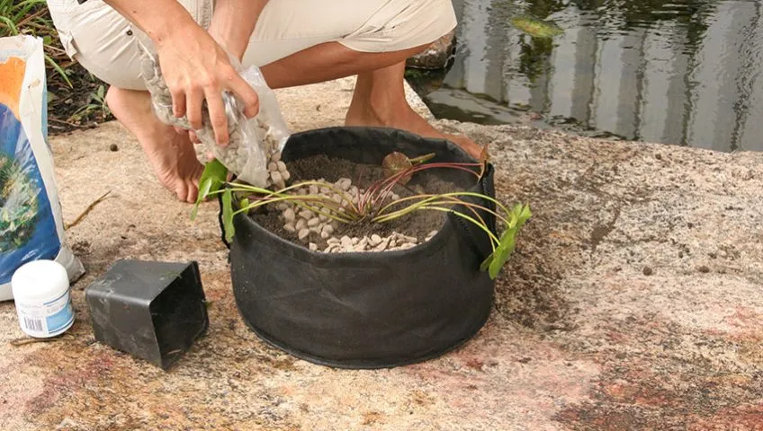 How to Plant Water Lilies