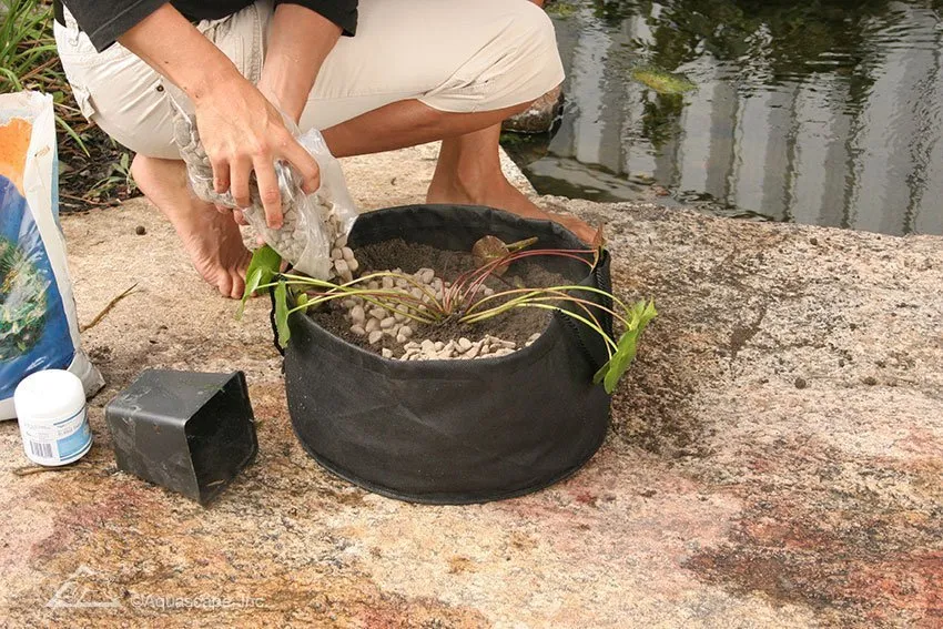 How to Plant Water Lilies