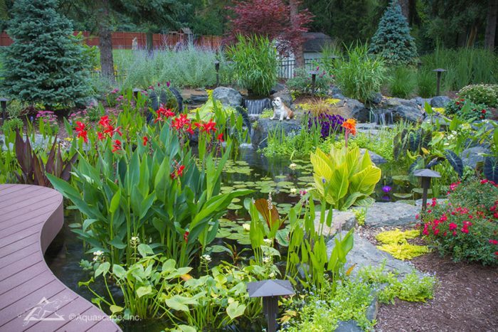 Aquatic Plants Types Of For, Garden Pond Plants