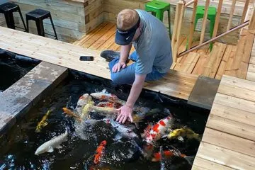 Pond Fish Experience