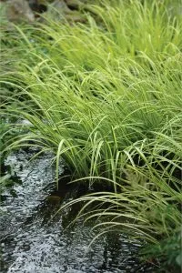 Sweetflag aquatic plant