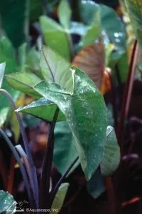 Red stemmed taro aquatic plant