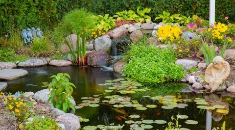 Koi pond in Spring