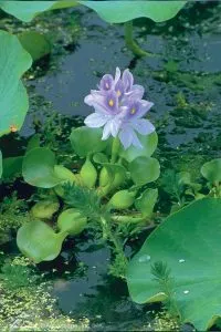 Water hyacinth pond plant