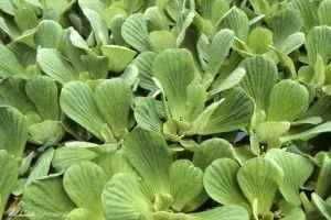 Water lettuce pond plant