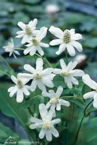 Yerba Mansa, Aquatic pond plant