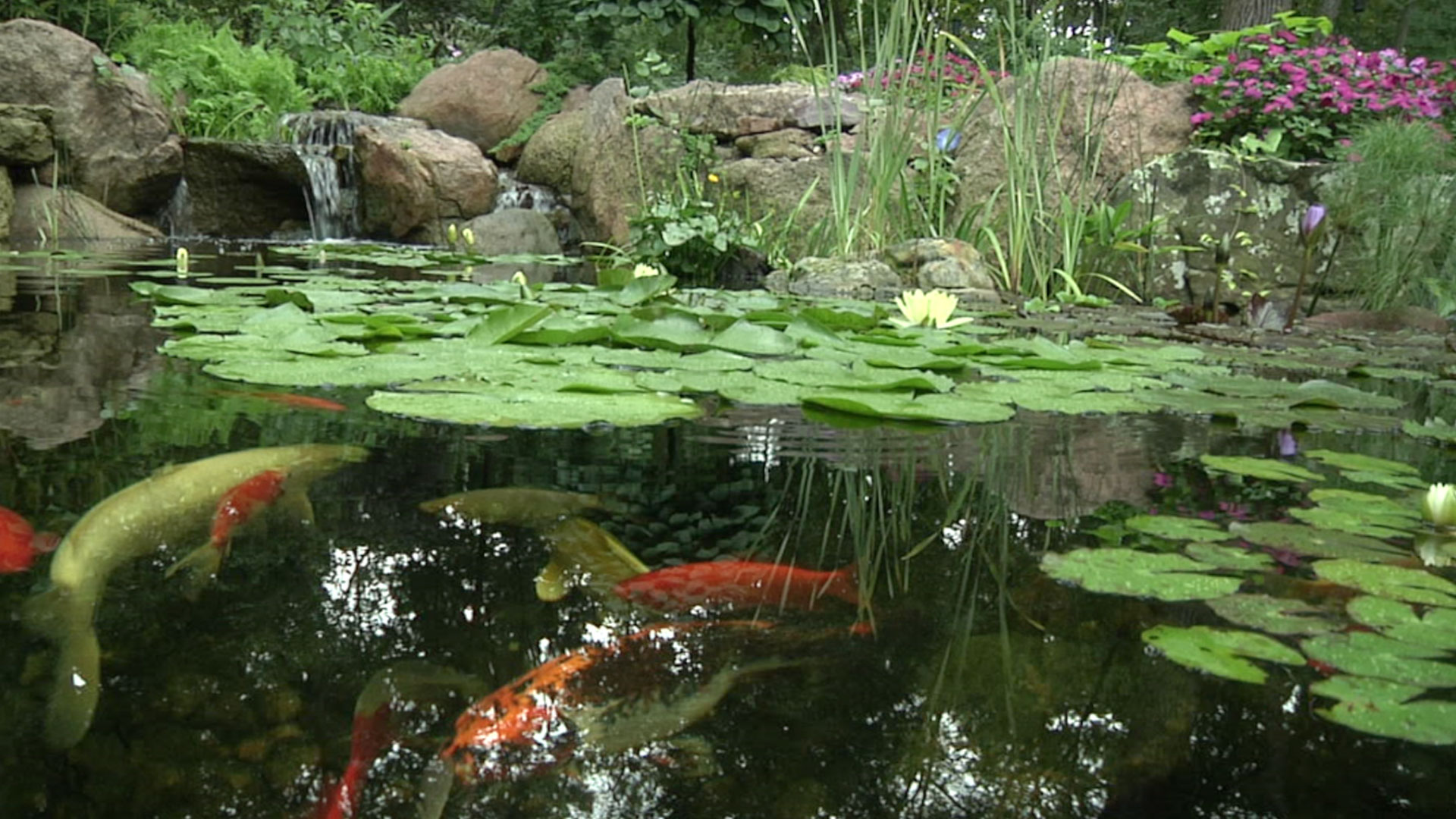 Coolest Recreation Pond With Koi Greg Wittstock The Pond Guy Youtube